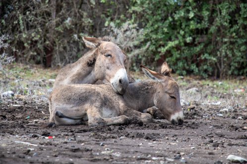 Donkeys resting on each other on ground in Kenya