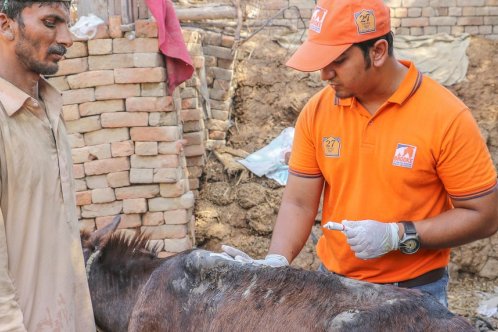 A vet treats a donkey in a brick kiln