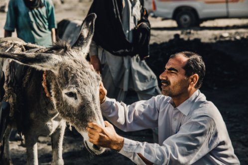 Donkey being treated in Pakistan 
