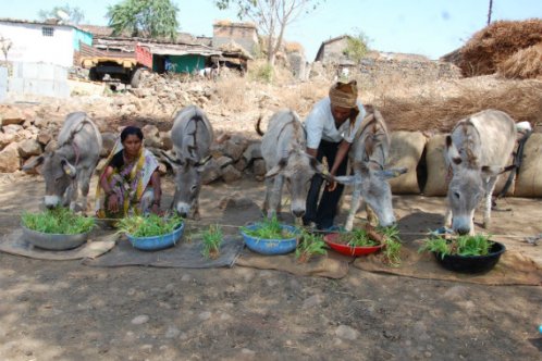 Donkeys enjoying maize shoots