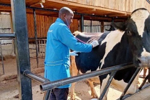 Dr Josphat Matara treats a cow