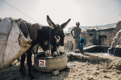 Donkeys drink from Brooke water trough in Pakistan
