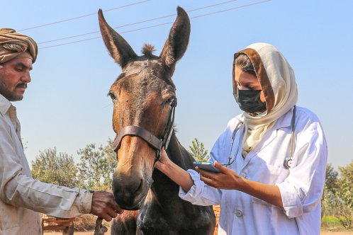 A female vet treats an equine in a Pakistan brick kiln