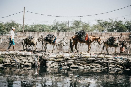 Four equines working together in India