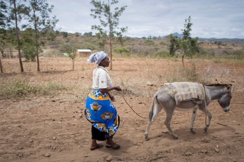 A woman walks behind her donkey