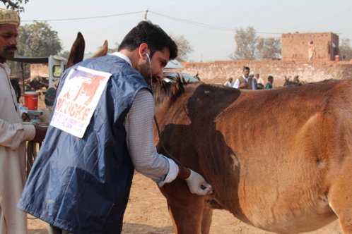 Brooke vet inspecting a horse