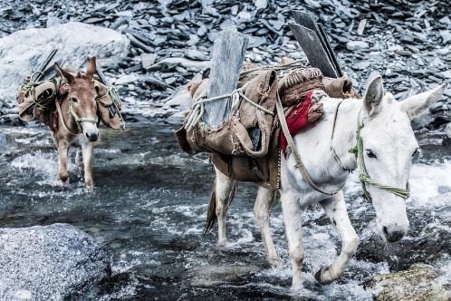 Indian donkeys carry slate