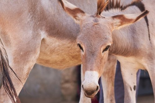 A donkey stands with its mother