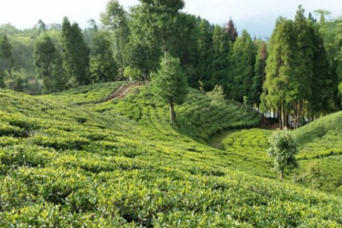Samal Valley Tea Estate