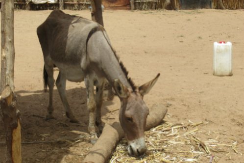 Donkey in Senegal