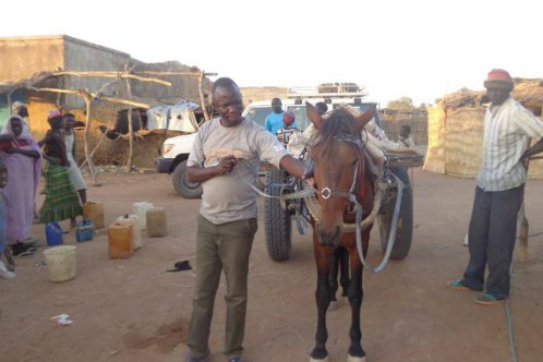 VSF Suisse vet examining a horse during a baseline survey in a local market 