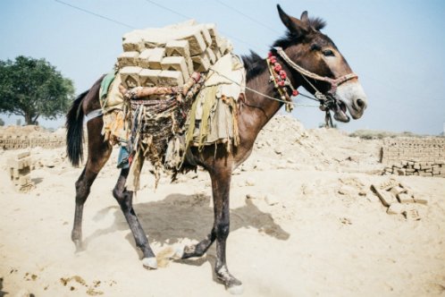 Donkey carrying bricks in India