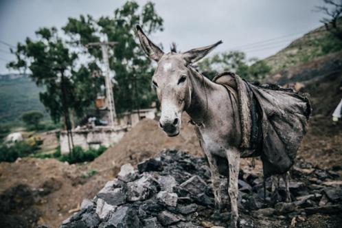 Coal mine donkey in Pakistan 