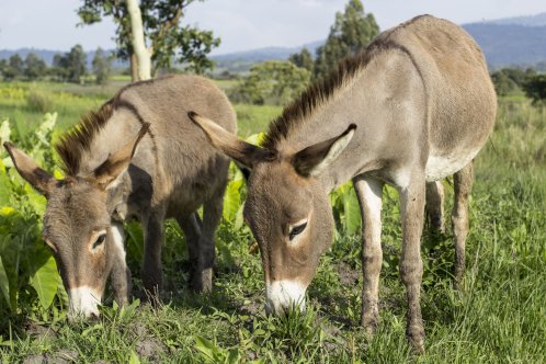 mare and foal in Ethopia