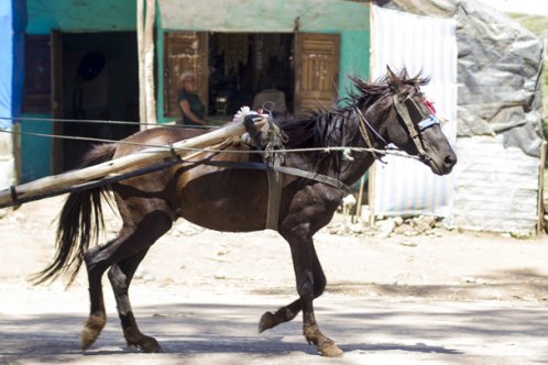 Gharry horse, Ethiopia