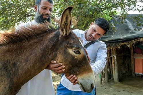 Animal healthcare practitioner Gulfram Ali tending to a donkey