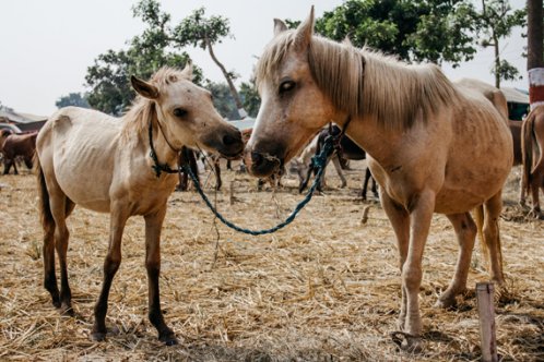 Mare and foal