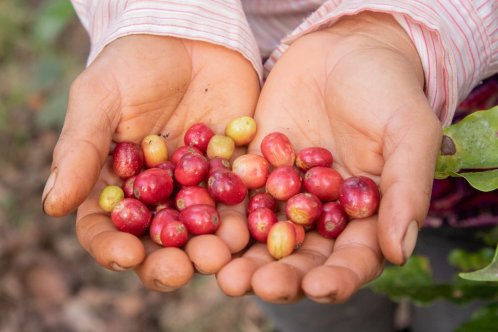 Cherry coffee beans in Nicaragua