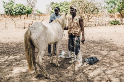 Farrier Omar Fane working in Sokone town, Senegal
