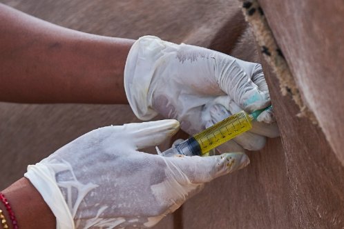 An animal receives an injection