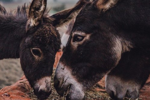 A donkey foal eats next to its mother