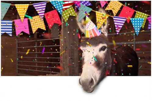Donkey with birthday hat Donkey with birthday hat