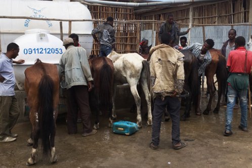 Gharry horses drinking outside Brooke-built shelter, Halaba, Ethiopia