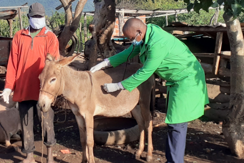 Dr James Kithuka with a donkey Dr James Kithuka with a donkey