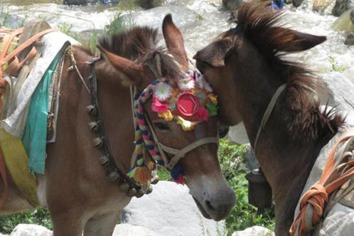 Donkeys in Nepal