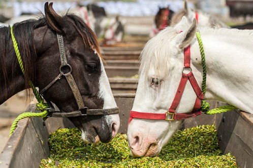 Two horses eating Two horses eating