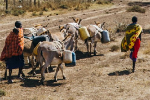 Donkeys and owners transport water in Kenya