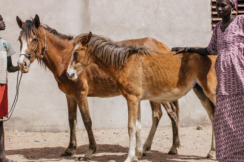 Senegal family with horses