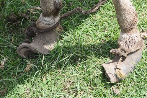 Overgrown feet Overgrown feet