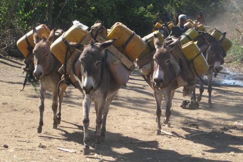 Donkeys carrying water