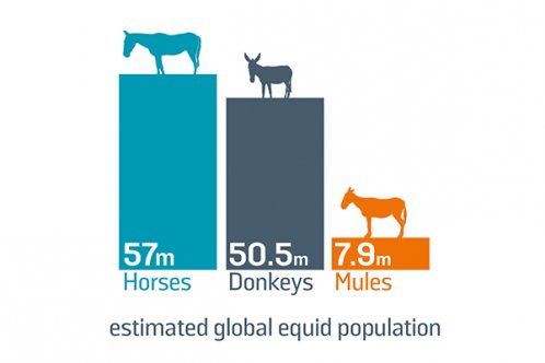 Graph showing global equine data