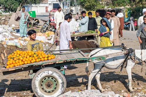 A donkey transporting food A donkey transporting food