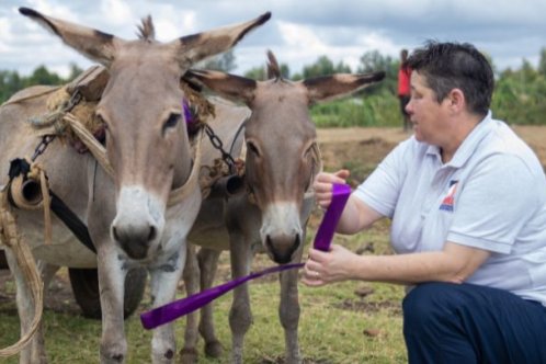 Brooke's harnessing advisor Jackie Hickman with two donkeys.