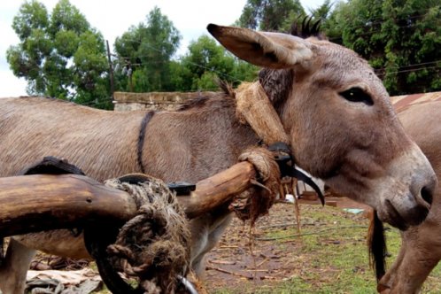Uncomfortable and inefficient neck-yoke harness on a Kenyan cart donkey Uncomfortable and inefficient neck-yoke harness on a Kenyan cart donkey