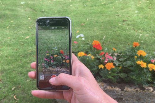 Taking photos of flowers Taking photos of flowers