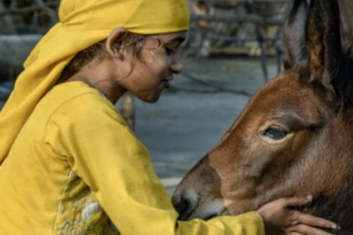 Girl and foal Girl and foal