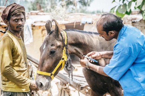 Vet with marwari horse