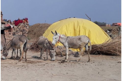 Horses feeding in India