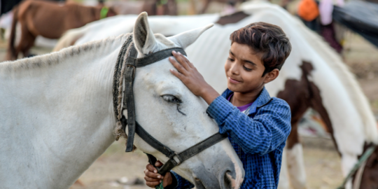 Boy embracing grey horse