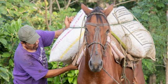 Man loads horse with pack in Nicaragua