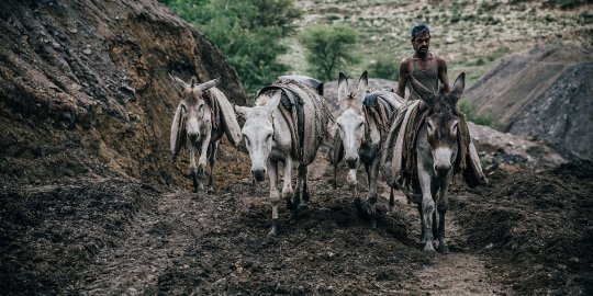 Coal mine donkeys in Pakistan