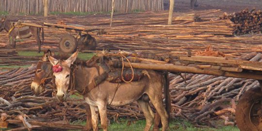 A donkey transporting timber