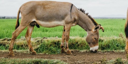 Two donkeys in a field.
