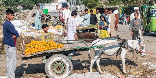 A working donkey pulling food