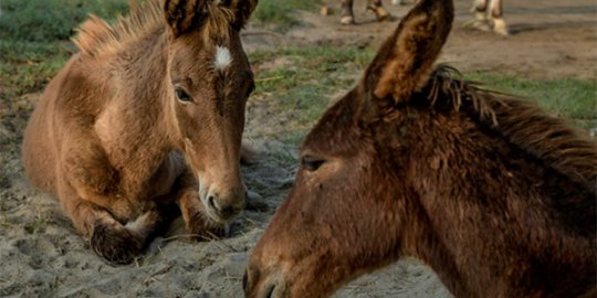 Two donkeys relaxing 