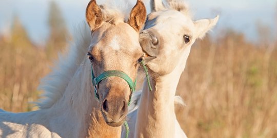 Horse nibbling another horse